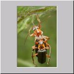 Cantharis thoracica - Weichkaefer 05.jpg